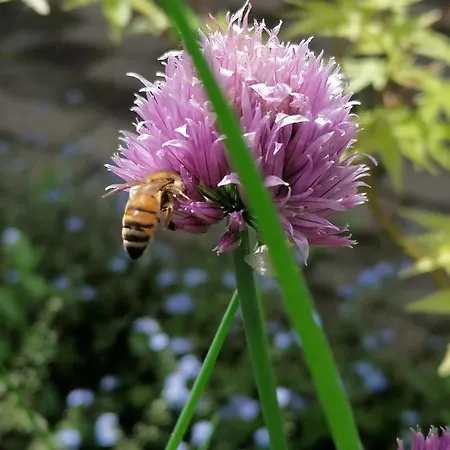 Da Andreina Nocleg ze śniadaniem Borso del Grappa
