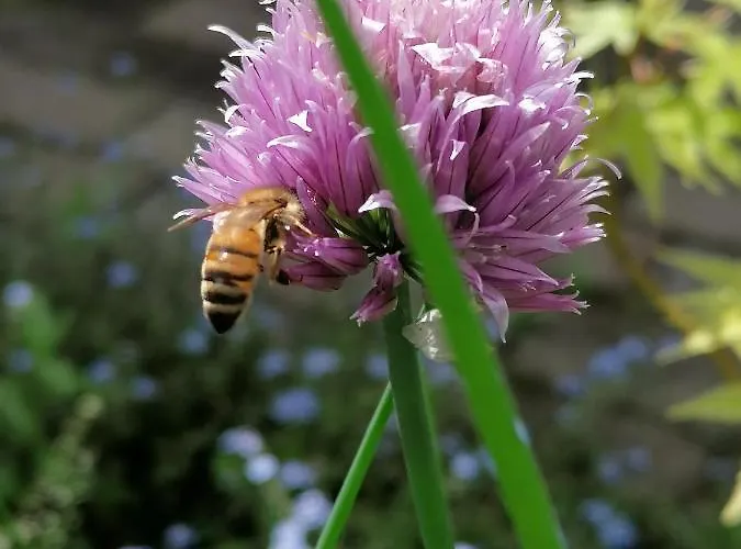 Da Andreina Bed & Breakfast Borso del Grappa